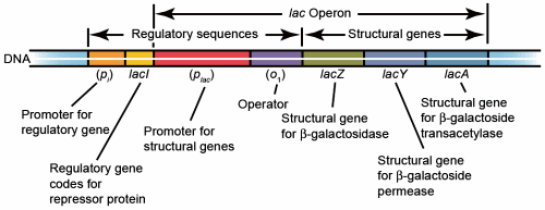 https://www.answersingenesis.org/assets/images/articles/aid/v4/lac-operon.gif