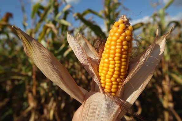 https://www3.pictures.zimbio.com/gi/Corn+Harvest+Underway+Brandenburg+HqeJNsceRsAl.jpg