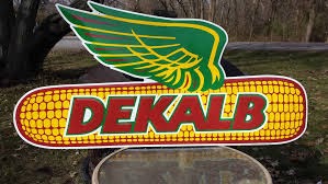 dekalb seed corn kernels.jpg
