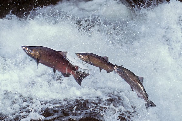 http://griponclimate.files.wordpress.com/2012/11/chinook-salmon-leaping2.jpg