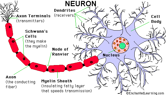 http://www.sbirc.ed.ac.uk/cyril/gfx/neurophysio/cp_neurophysio2_Neuron.jpg