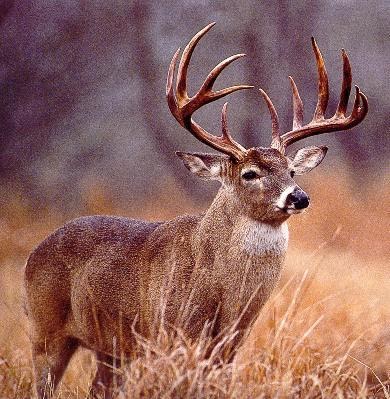 http://1.bp.blogspot.com/-XSf_CBXKXrs/UFxrEMim95I/AAAAAAAACrQ/K7yRRL0UOl8/s640/free_deer_hunting_tips_big_buck1%255B1%255D.jpg
