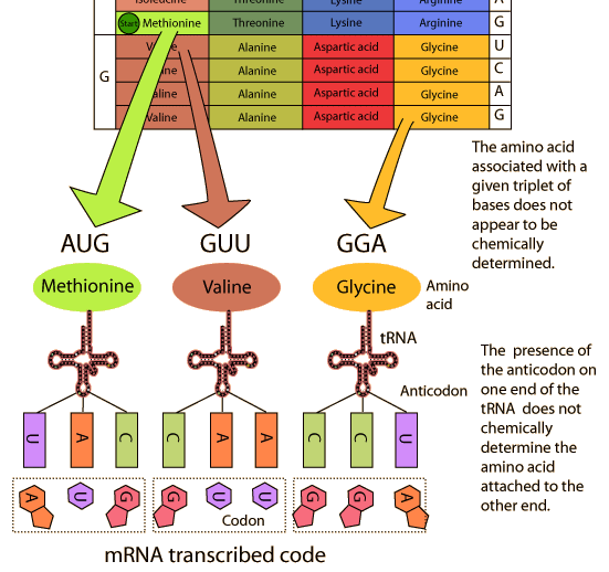 http://hyperphysics.phy-astr.gsu.edu/hbase/organic/imgorg/codeassign.gif
