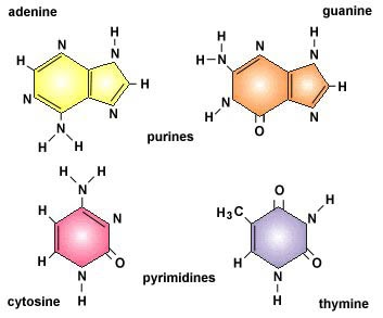 nucleotides  dna