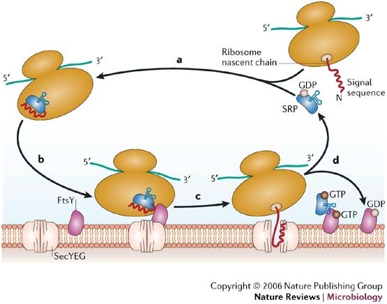 Protein secretion in the Archaea: multiple paths towards a unique cell surface