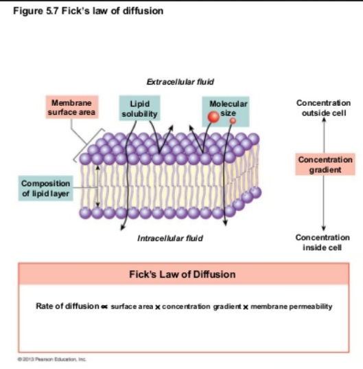 lipid bilayer 555