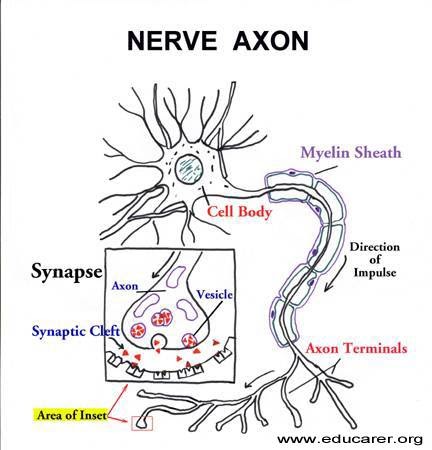http://www.educarer.com/images/brain-nerve-axon.jpg